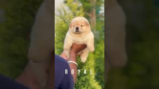 Chow Chow puppy available in ROYAL DOG KENNEL 9752622280 #shorts