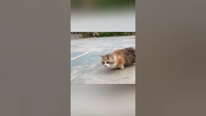 Watch the video about Kucing takut dikejar mainan #cat #anakkucinglucu #catlover #kucinglucu #kucing #munchkin #pets