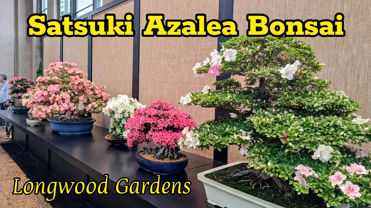 さつきページ Satsuki Azalea Bonsai Exhibition| Longwood Gardens (2026) - YouTube