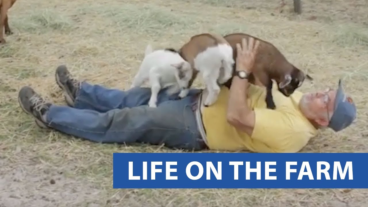 video phone beyonce mp3 Life On The Farm