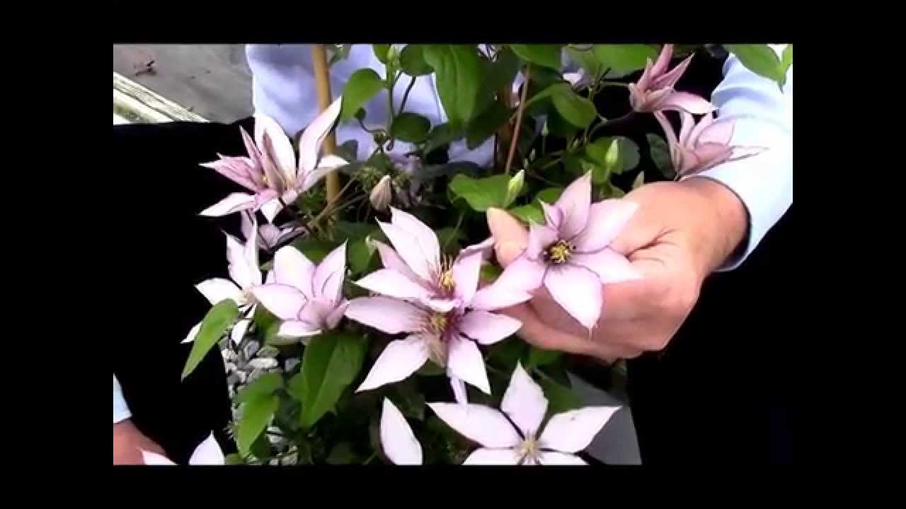 Clematis Samaritan Jo, Raymond Evison® Clematis by Overdevest Nurseries