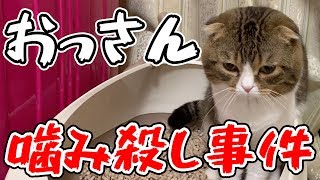 【猫】ぽこ畑にゃん三郎〜おっさん噛み殺し事件〜【スコティッシュフォールド】【Scottish Fold】