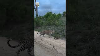 "Rare Leopards Family Yala Forest Park Sri Lanka Beautiful Wildlife"