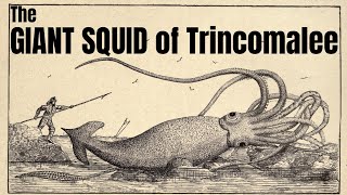 The Giant Squid Of Trincomalee A Short Doentary