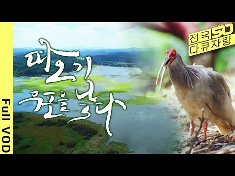 [전국다큐자랑] <strong>한국</strong>, 중국, 일본을 오가며 <strong>야생</strong> 따오기들을 추적 관찰한 300여 일의 기록 [창원총국 다큐 - 따오기 우포를 날다] (KBS 20191211 방송)