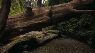 Adegan Dewasa - The Juntax Boys