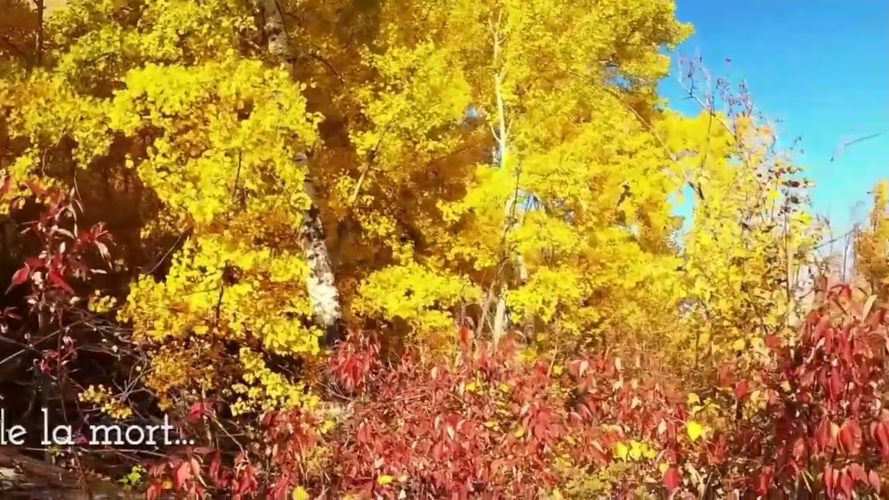 Quand vient l'automne
