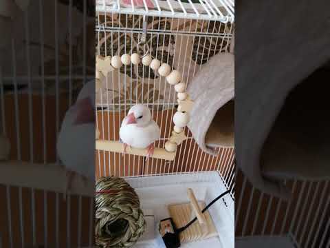 白文鳥〜ちまき〜「🔰初ブランコ編」