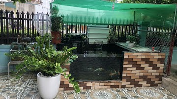 Hồ Cá Koi  2 Khối Đẹp - Lọc 3 Ngăn + 2 Bakki - Xử Lý Nước Khi Trời Mưa.Hồ Của Bạn Mậu Ở Nghệ An.