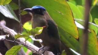Blue-crowned Motmot - Momotus momota - National park El Tuparro