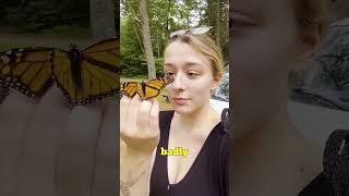 A butterfly with broken wings spent two days with her