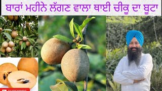 Months Frutting Cheku Sapotagrafted Plant Plant Care