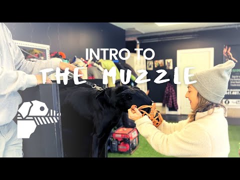 Introducing Your Dog to The Muzzle