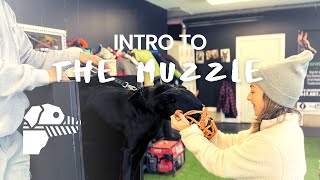 Introducing Your Dog to The Muzzle