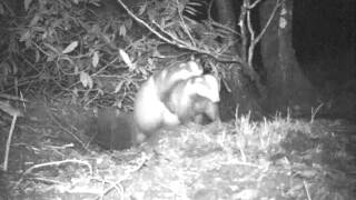 Mating Badgers