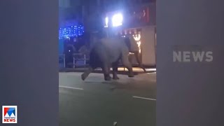 വയനട ബതതരയലറങങയ പഎ 2 എനന കടടനയ ഇനന മയകകവടവചച പടകട Batheri - Elephant