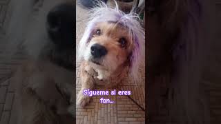 Trunks agradece su apoyo 🤭🤣 #pets #perros #elpersonajedelasemana #mascotas #humor #pets #dogshorts