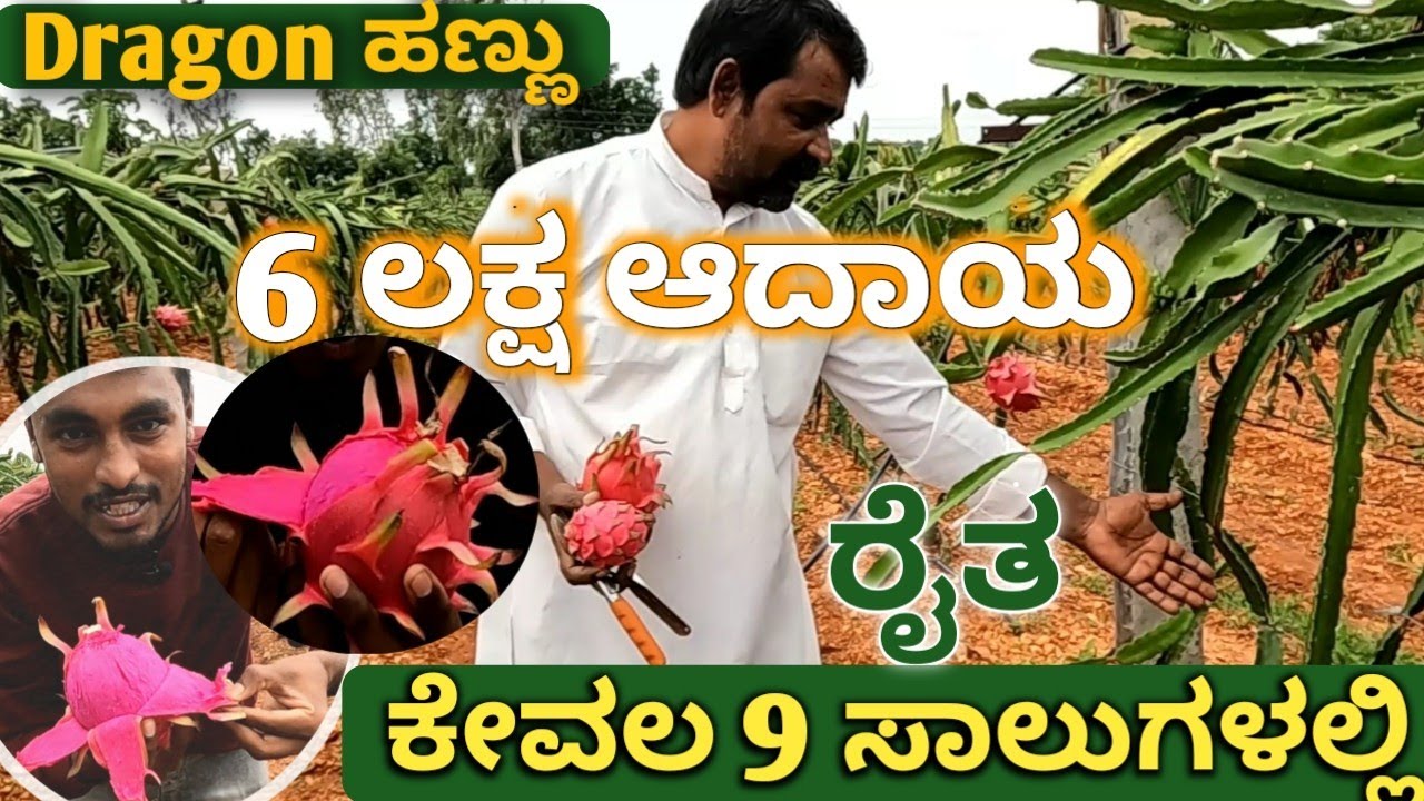 ಡ್ರಾಗನ್ ಹಣ್ಣು | 10 ಗುಂಟೆ ಜಾಗದಲ್ಲಿ 6 ಲಕ್ಷ ಆದಾಯ | Dragon fruit farming in kannada | Wandering Jampa |