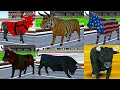 Angry Bull 2021 ALL BULLS Android Gameplay #5