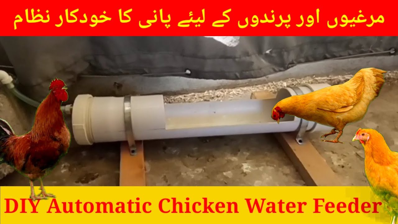 DIY Automatic Chicken Water Feeder | How to make a Chicken Feeder ...