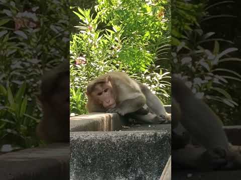 Yankita Idea Kekka Matranga Pa