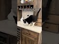 Scammer Cat Fakes Paw Injury For Attention & Treats 🙄😹