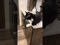 Scammer Cat Fakes Paw Injury For Attention & Treats 🙄😹
