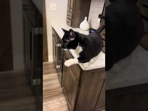 Scammer Cat Fakes Paw Injury For Attention & Treats 🙄😹