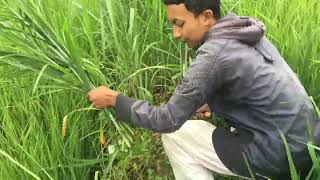 Jika Aku Menjadi Peternak Ujian Praktek Bahasa Indonesia