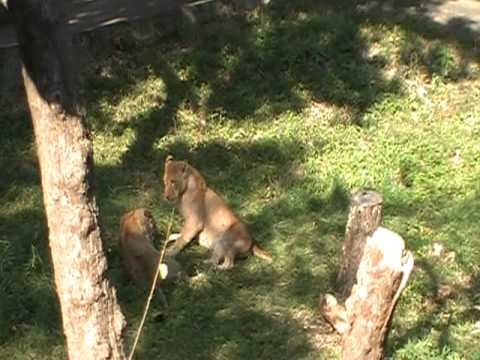 Tama Zoo lion licks bus