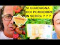 Quanto si Guadagna con 1000 mq di coltivazione di Pomodoro INVERNALE in Serra !?! Risposte