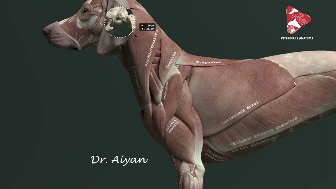 Shoulder girdle muscles of the dog