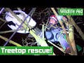 How did a SWAN end up stuck 50ft up a tree?!
