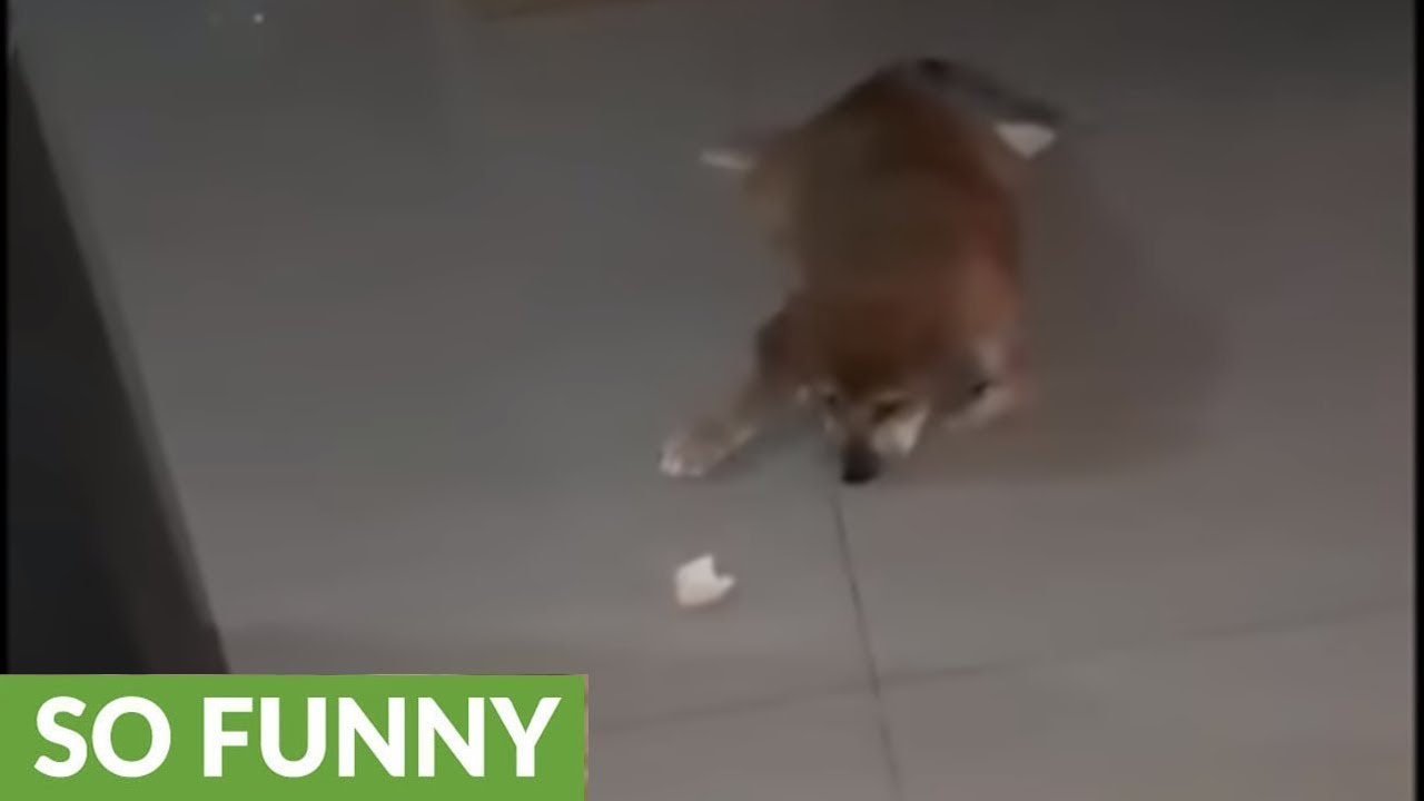 videos for cats Cute puppy adorably attacks orange peel