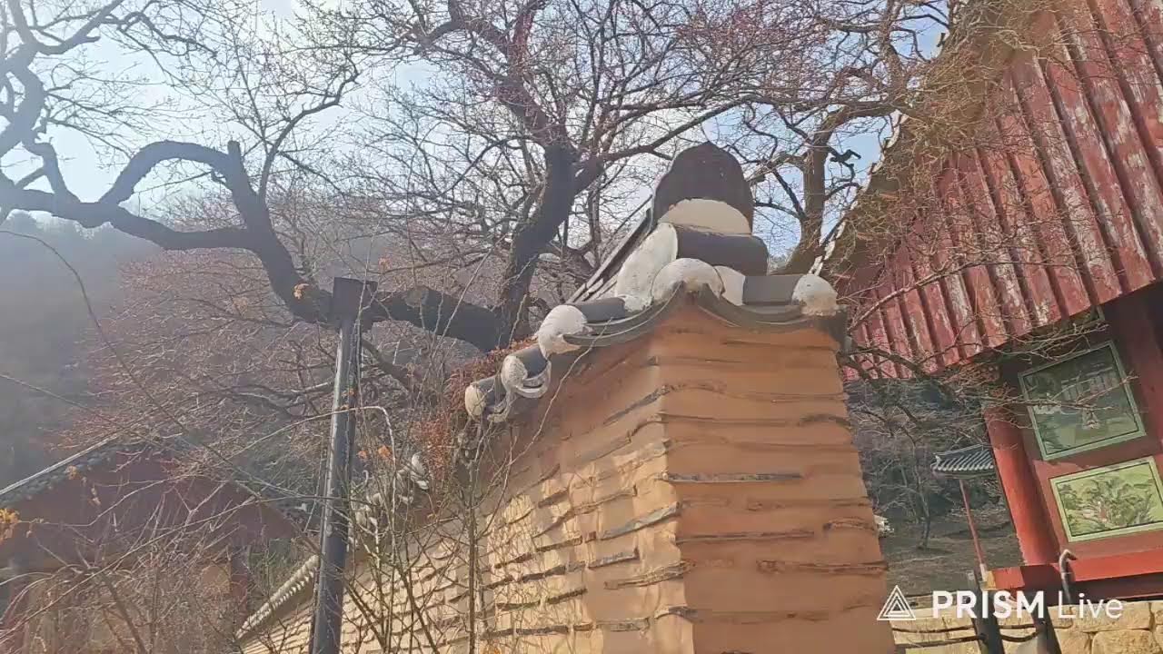 백서방 여행기 -장성 백양사 고불매