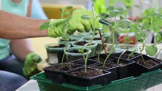 Best plants for urban gardens, patios and pots: How to maximize small city spaces
Join Sheila at Arbor Valley Nursery as she explores plants that thrive in urban areas. Discover options that perform will with limited space, air pollution, and restricted sunlight. Learn about ornamental grasses, succulents, native wildflowers, compact trees, shrubs and more. Sheila also shares tips for apartment and patio gardening with herbs and potted flowers. Get creative with vertical gardens, espalier trees, and container arrangements to maximize your small yard. Enhance your urban garden with these versatile and low-maintenance plants!
00:00 Introduction
00:17 Urban area plant challenges
00:34 Ornamental grasses
00:50 Succulents and cacti
01:07 Native wildflowers
01:23 Compact trees and shrubs
01:47 Best plants for apartments and patios
02:30 Best growing techniques and plants for small yards
03:35 General considerations
🔗 𝙍𝙚𝙡𝙖𝙩𝙚𝙙 𝙀𝙭𝙩𝙚𝙣𝙨𝙞𝙤𝙣 𝙍𝙚𝙨𝙤𝙪𝙧𝙘𝙚𝙨
*Wildflowers in Colorado* | https://col.st/PqjXp
Get guidance on planting and maintaining wildflowers, with a focus on site preparation, seed mix selection, and weed control.
*Container Gardens* | https://col.st/LYDDh
Tips for creating and maintaining container gardens, covering container selection, soil mixes, watering, fertilizing, and plant choices.
*Ornamental Grasses* | https://col.st/7HS0n
Learn about using of ornamental grasses in landscapes, specifically their aesthetic appeal and low maintenance requirements. Get a list of recommended species and tips for planting and care.
*Xeriscaping: Creative Landscaping* | https://col.st/qnB4A
Explore creative xeriscaping techniques, with a focus on designing water-efficient landscapes that conserve resources while providing aesthetic appeal. Get tips on plant selection, soil preparation, and maintenance practices.
*Xeriscaping: Creative Landscaping* | https://col.st/qnB4A
Learn about ground cover plants ideal for xeriscaping, with a focus on low-growing, spreading plants. Learn about benefits like reduced maintenance, weed control, and improved aesthetics.
*Small Deciduous Trees* | https://col.st/de6Qj
Learn about small deciduous trees suitable for Colorado landscapes. Get info on their characteristics, planting requirements, and care, along with advice on selecting trees that are well-adapted to local conditions and offer aesthetic and environmental benefits.
*Columnar and Fastigiate Trees (aka narrow 😅) Trees for CO Landscapes* | https://col.st/d8JoR
Discusses the use of columnar and fastigiate trees in Colorado landscapes, highlighting their space-saving growth habits and suitability for urban environments. Provides recommendations for tree selection and care.
*Native Trees for Colorado Landscapes* | https://col.st/kDYKU
Explore the benefits of planting native trees in Colorado landscapes, with a focus on their adaptation to local conditions and lower maintenance needs. Get a list of recommended native tree species. Best plants for urban gardens, patios and pots: How to maximize small city spaces