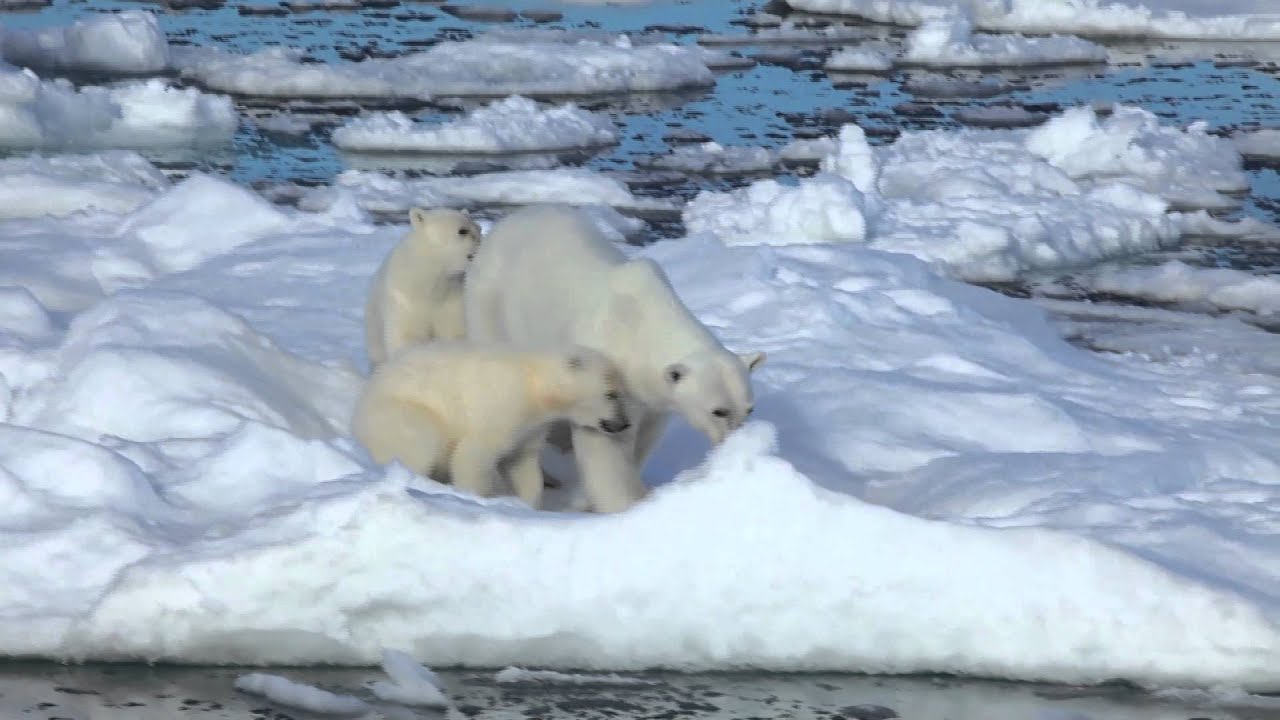 To the Arctic Featurette Polar Bear Family YouTube