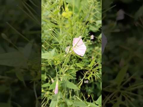 Скромный красавчик -