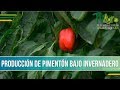 Produccion de Pimenton Bajo Invernadero en Almeria España - TvAgro por Juan Gonzalo Angel