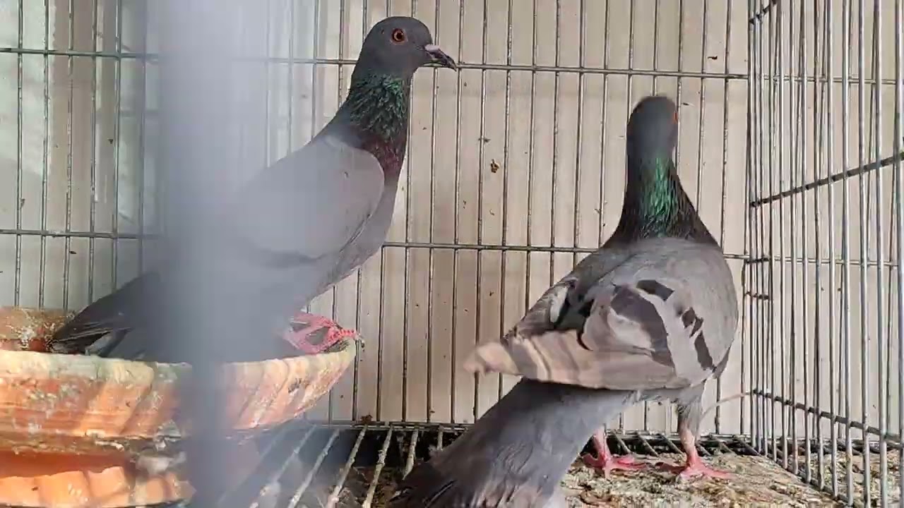 রানিং জালালি কবুতরের খামার ০১৫৭৬৬১৭২৬৮