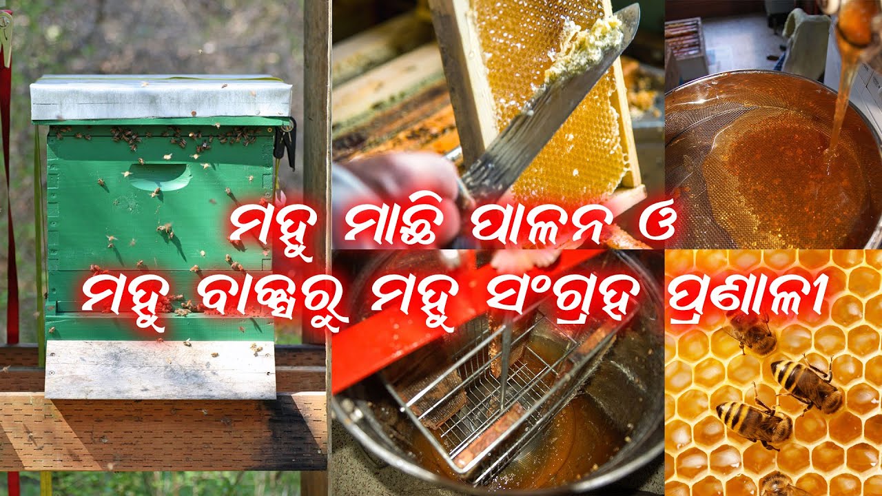 ମହୁ ମାଛି ପାଳନ ଓ ମହୁ ବକ୍ସରୁ ମହୁ ସଂଗ୍ରହ ପ୍ରଣାଳୀ // honey collection guide