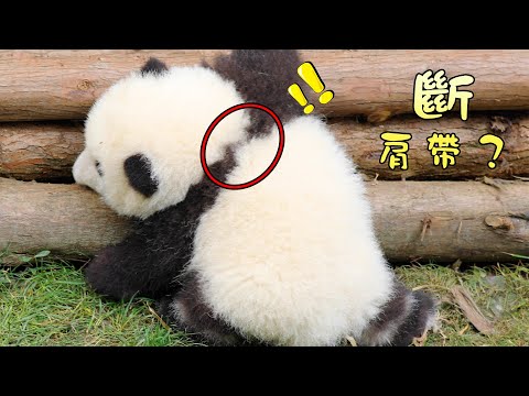 《熊貓主題趴》大熊貓肩帶的變化 | iPanda熊貓頻道