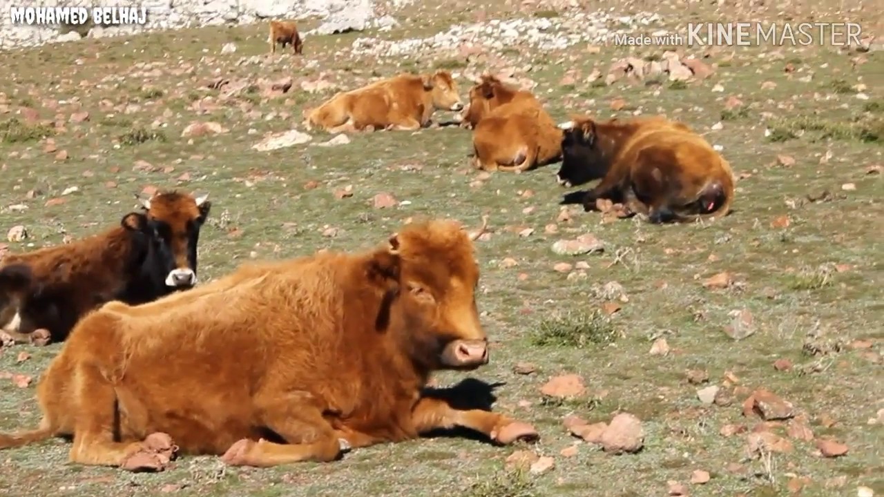 رحلة جبل كلتي | وحش الشمال |