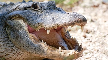 Alligator protects dead Python 04, Time Lapse Speed x2