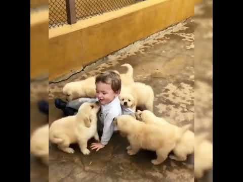 small cute boy #little dog bady #cute dog status#😍😍😍😎