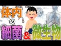 体内の細菌&微生物の世界が面白すぎる！