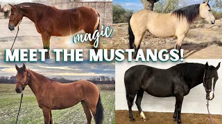 Your chance to adopt! Get ready for the Mustang Magic 2024!