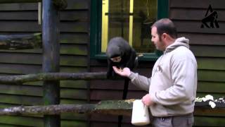 Port Lympne De Brazza's Monkeys