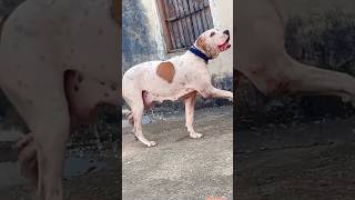 bully#female#purequailty #dogbreed #1000subscriber #pitbull #desi #puppy #pet #pets🔔