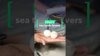 Why sea turtles keep coming back to this beach